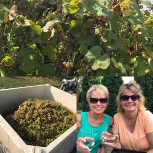 JoAnne-Lessons-in-Experiential-Marketing-While-Grape-Picking